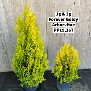 October 2022 1g & 3g Forever Goldy Arborvitae